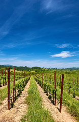 Fototapeta na wymiar Vineyards in California, USA