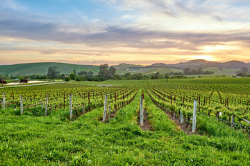 Fototapeta na wymiar Vineyards at sunset in California, USA