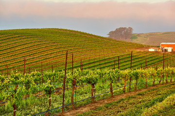 Fototapeta na wymiar Vineyards at sunrise in California, USA