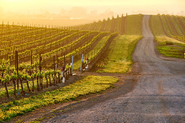 Vineyards at sunrise in California, USA
