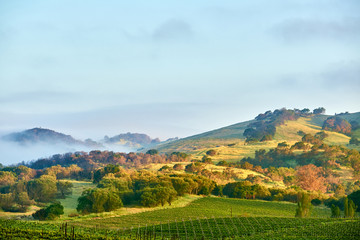 Vineyards in California, USA