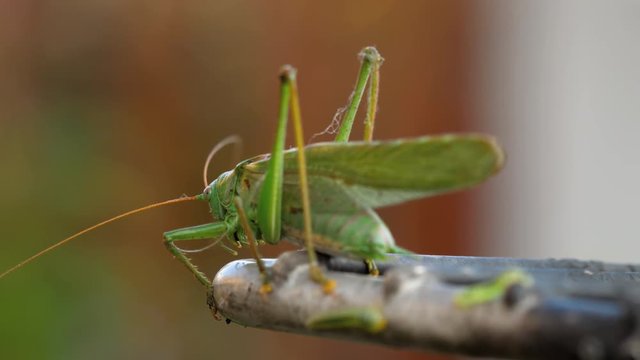 Big green locust male