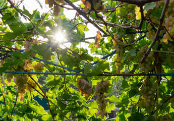 Close-up Bunch of fresh green grapes on the vine with green leaves in vineyard
