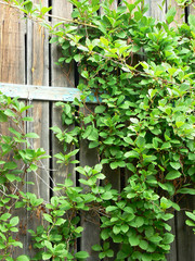  weaving green vine on a wooden fence