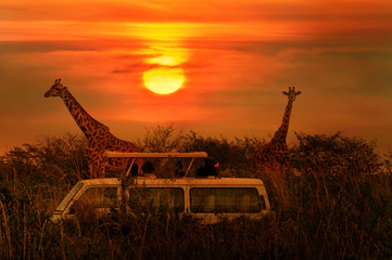Wild Giraffes in the savanna