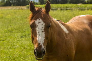 Fototapeta premium Pferd