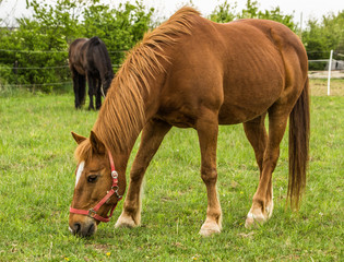 Pferd