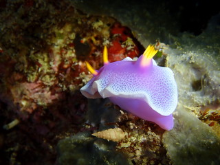 シンデレラウミウシ