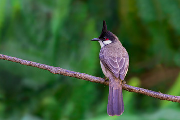 Red-whiskered bulbul or Pycnonotus jocosus perching on branch with green blackground.