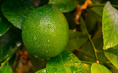 Green lime lemon hanging on a tree in the garden. Rain drop on close up green lemon.
