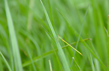 Damselfly (Agriocnemis) perched on the green grass in a meadow on a natural background blur.