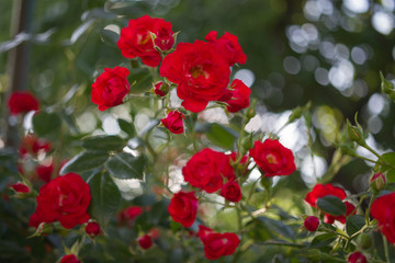 Fototapeta na wymiar little red rose