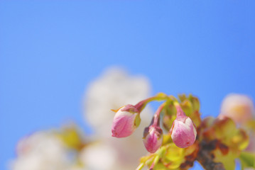Fototapeta na wymiar 桜　つぼみ　素材