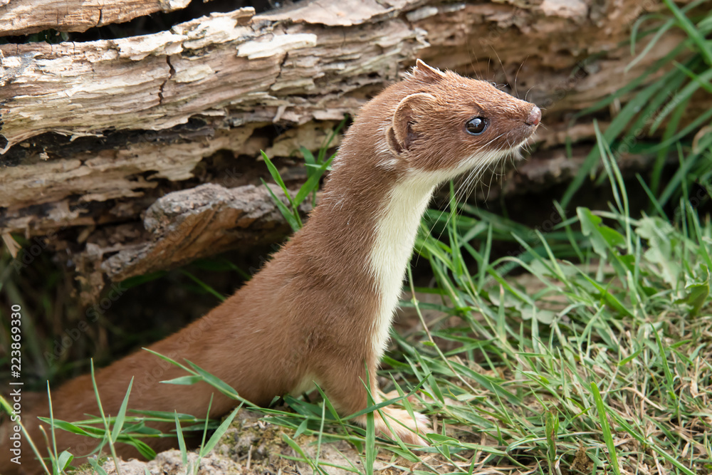 Poster a closeup of a stoat weasel coming out from under an old log. cautiously looking alert and to the ri