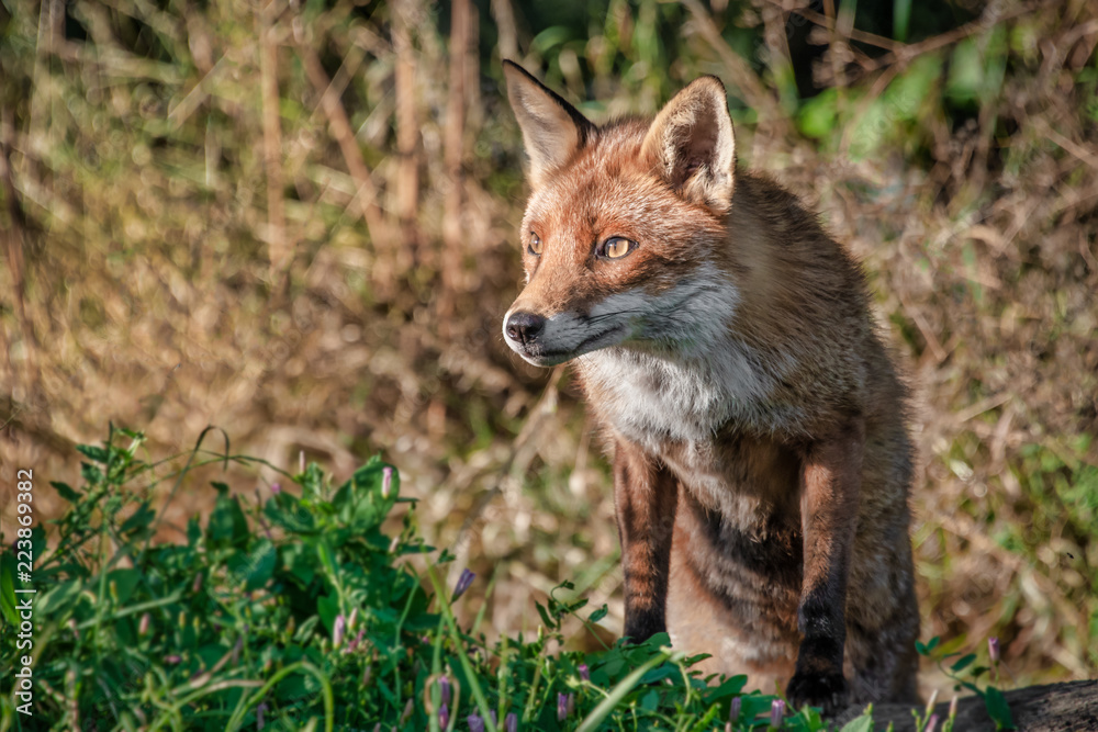 Leinwandbilder a half portrait of a red fox. it is standing on its back legs with its front paws on a log. it has a