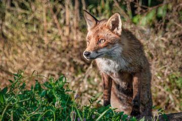 Naklejka na ściany i meble A half portrait of a red fox. It is standing on its back legs with its front paws on a log. It has an inquisitive wary look