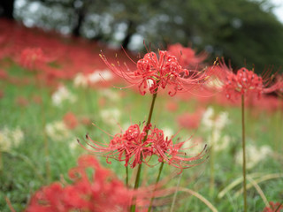 彼岸花　埼玉県　権現堂にて