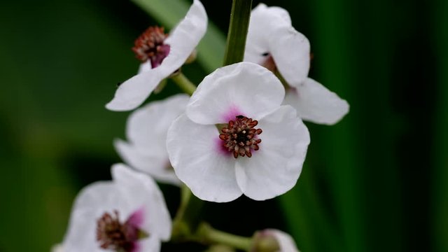 Blüten des Gewöhnliche Pfeilkraut - Sagittaria sagittifolia in einer Detailaufnahme