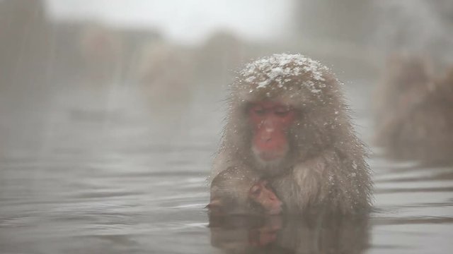Japanese snow monkeys staying warm in a hot spring.