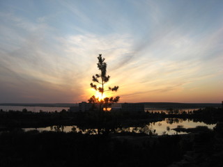 young pine in sunset rays