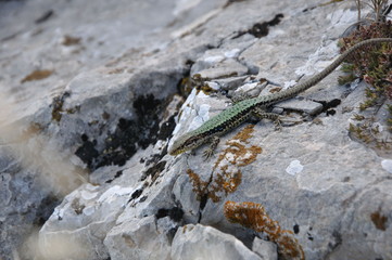 green lizard on the rocks