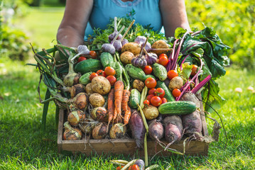 Farmer with vegetables in the box, farm fresh vegetable harvest or garden produce. Organic farming...
