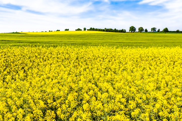 Fototapeta premium Farm field of rape, farmland landscape with rapeseed flowers, summer scenery
