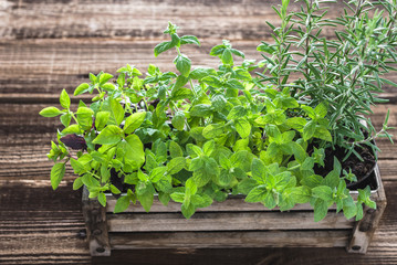 Fresh herbs from the garden growing in wooden box, rosemary, mint and basil