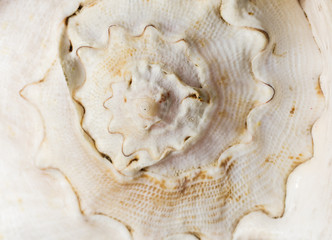 Close-up white seashell wavy texture. sea shell surface background