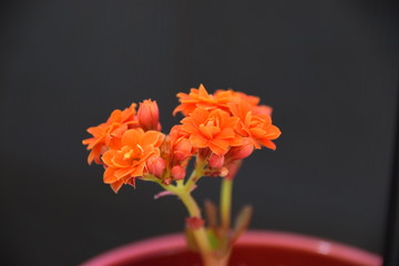 Belle Fleur Ixora Orange  Plan Rapproché