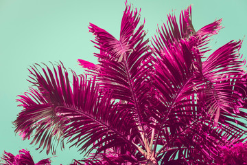 Purple palm trees silhouette against turquoise sky. Natural background. Toned image, filter effect, vibrant colors.