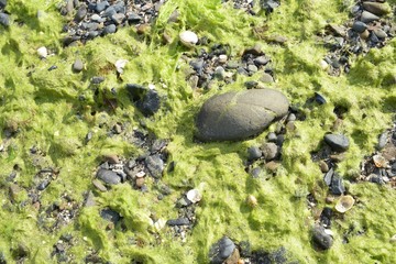 Algues vertes sur une plage bretonne 