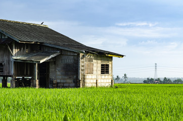 Obraz premium dilapidated abandon wooden house surrounding with beautiful landscape of green paddy rice field