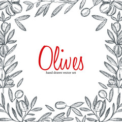 Obraz premium Vector hand drawn illustration of olive branches with olive fruits and bottles of olive oil with herbs.Monochrome , sketched retro style.