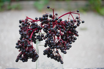 elderberry bouquet in a vase