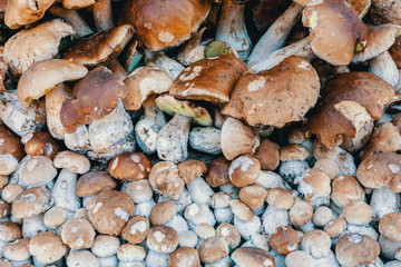 background from collected mushrooms boletus in pile