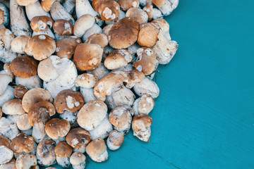 background from collected mushrooms boletus in pile