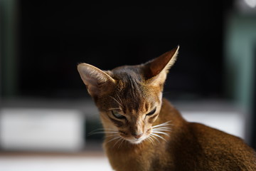 Cute Abyssinian cat lying on the sofa on a sunny day