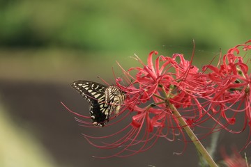 赤い彼岸花と蜜を吸っている蝶