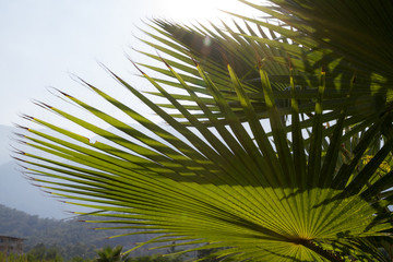 Background mountains and palm leaves close-up.