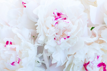 Fresh white peony flowers petals natural floral macro background