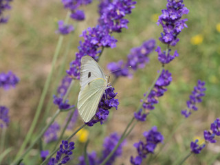 the large white cabbage butterfly, cabbage white, sitting on lavender, Lavandula angustifolia, sucking nectar, green bokeh background, selective focus