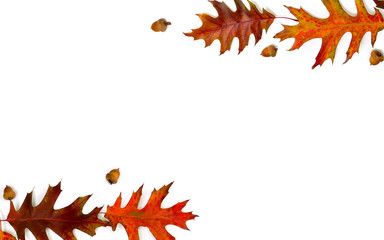 Frame of beautiful autumnal red oak leaves and acorn on a white background with space for text. Top...