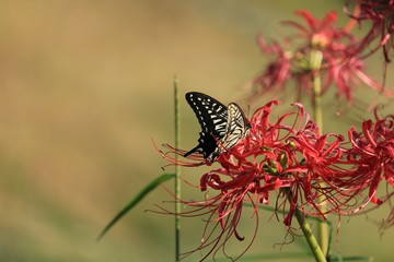 Fototapeta na wymiar 赤い彼岸花と蜜を吸っている蝶