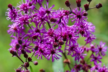 A bunch of purple wildflowers in the field on a close view.