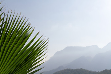 Fototapeta na wymiar Background mountains and palm leaves close-up.