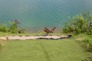 The ducks on the shore by the lake in the park.