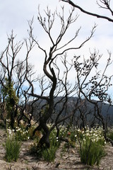 regrowth after fire, wilsons promontory national park
