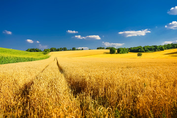 Beautiful golden field of wheat landscape in Autumn, Germany