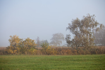 Baumgruppe im Nebel